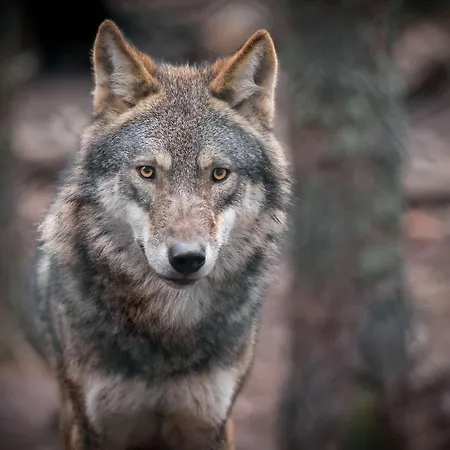 Hotel Brit Confort Deltour Mende